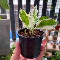 ราคา พลูงาช้าง พลูด่างงาช้างขนาดกระถาง 2” ต้นไม้ฟอกอากาศ (7743264100)