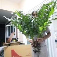 ราคา TLPกระเช้าสีดา​ กระเช้าปีก​ผีเสื้อ​ สไบนาง​ เฟิร์น​ข้าหลวง​ กระแต​ไต่ไม้​ (2488744540)