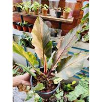 ราคา ต้นโชคเก้าชั้นด่างชมพู (5488353913)