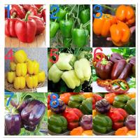 ราคา เมล็ดพันธุ์ พริกหวาน ( Sweet Pepper Seed ) สีแดง,สีเขียว, สีส้ม, สีเหลือง, สีขาว, ฯลฯ มีให้เลือก 8 ชนิดค่ะ (52606723489)