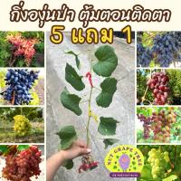ราคา ต้นองุ่น กิ่งตอนติดตา พันธุ์ยอดนิยมกว่า 20 สายพันธุ์ (12532519621)