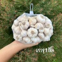 ราคา กระเทียมไทยตัดหัวคละไซส์ บรรจุ 1 กิโล (41302808765)