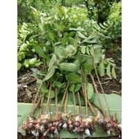 ราคา กิ่งพันธุ์ฝรั่งกิมจู (10789973498)