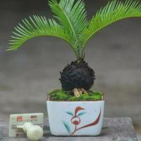 ราคา หัวหน่อ ต้นปรงญี่ปุ่น แคระ Cycas siamensis ต้นรอบลำต้นขนาด 25-30 ซม ส่งพร้อมกระถาง (8769502224)