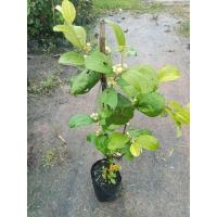 ราคา ต้นพุทรานมสด(ทาบกิ่ง)สูง 40-60 ซม. ลูกดก ผลใหญ่ รสหวาน กรอบ (28670911250)