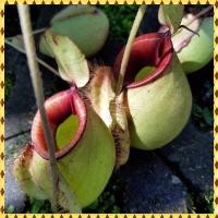 ราคา ต้นหม้อข้าวหม้อแกงลิง ต้นไม้กินแมลง (27269634086)