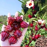 ราคา Roselle Hibiscus Seeds 20 เมล็ด เมล็ดผัก กระเจี๊ยบแดง พันธุ์จาไมก้า สวนครัว (46700226891)