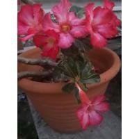 ราคา ต้นกล้าชวนชม ต้นไม้ ต้นชวนชม ดอกไม้แห่งความร่ำรวย อายุ 2 เดือน ปลูกเองดูแลอย่างดี (13916049246)