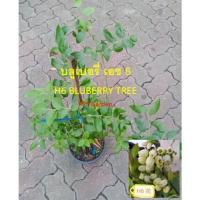 ราคา ต้น บลูเบอรี่ Blueberry tree สายพันธุ์ H6 ไซส์ใหญ่ สูง 50-100 ซ.ม. ต้นแข็งแรง พร้อมปลูก (27487656454)