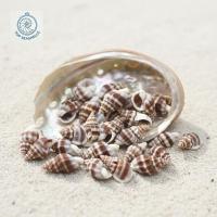 ราคา เปลือกหอยทากนาสซาริอุส พไฮรัส (เปลือกหอยเล็กมาก) - เปลือกหอยทากตกแต่งหลายขนาด - เปลือกหอยทากทะเลที่สวยงาม (50202033270)