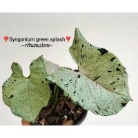 ราคา ❣️syngonium green splash❣️ ~กรีนสแปลช~ เลือกต้นได้ค่ะ (22332656040)