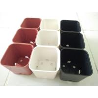 ราคา กระถางพลาสติก กระถางปลูกแคคตัส 2 นิ้ว คุณภาพดี (สีดำ สีขาว สีอิฐ) (8601413047)