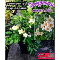 ราคา ต้นปีบยูนนาน ดอกหอมตลอดทั้งวันมั้งคืน ทรงพุ่ม ดอกสีขาว ดอกสีอมชมพู มงคล ดิน ปุ๋ย กระถาง ผัก ต้นไม้ ต้นกล้า เมล็ดพันธ์ุ (27704686970)
