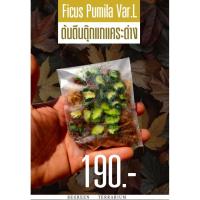 ราคา ต้นตีนตุ๊กแกแคระด่าง (ตัดสด) Ficus Pumila Var.L (24816644907)