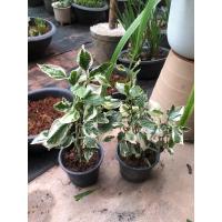 ราคา ชะพลูด่าง ไม้ประดับกินได้ ไม้แปลกที่หายาก (26703649836)