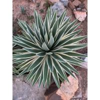 ราคา Agave # ต้นอากาเว่# อากาเว่#แดดร้อย#ปลูกกลางแจ้ง# ต้นไม้ทนแล้ง# ต้นไม้จัดสวน# ปลูกเป็นไม้ประธาน# ขายหน่อต้นอากาเว่ (23342902288)