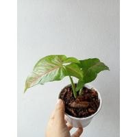 ราคา Syngonium Pink Pass ออมชมพูด่าง ออมชมพูกลาย กระถาง 4" (9482333026)