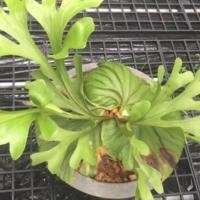 ราคา ชายผ้าสีดา เขากวางตั้ง Platycerium ridleyi รุ่นกระถางแขวน 6 นิ้ว ขนาดตามรูป (6763941023)