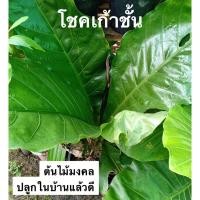 ราคา ต้นโชคเก้าชั้น ต้นโชคเก้าชั้นในกระถาง 5 นิ้ว (23888311473)