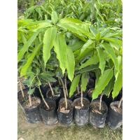 ราคา ต้นมะม่วงมันขุนศรีเสียบยอด พร้อมปลูก (48505871242)