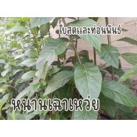 ราคา (1บาท)ใบหนานเฉาเหว่ย เก็บสด สมุนไพร หนานเฉาเหว่ย เก็บสดๆตัดสดๆแล้วส่ง (19754636031)