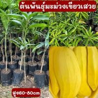 ราคา ต้นพันธึ์มะม่วงเขียวเสวย (21175052905)