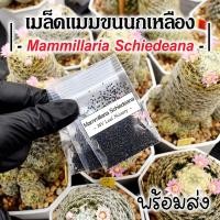 ราคา เมล็ดแมมขนนกเหลือง เมล็ดขนนกเหลือง Mammillaria Schiedeana MIX Seeds เมล็ดแคคตัส (21891401498)