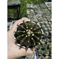 ราคา ยิมโนแคลิปเซียม LB2178 (Gymnocalycium Friedrichii LB2178) ขนาด 7.8 cm (19965233198)