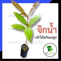ราคา ต้นจิดนำ้ กล้าไม้พร้อมปลูก Tawee Pantmai ไม้มงคล ไม้เศรษฐกิจ ต้นไม้ตาย ระหว่างขนส่งเคลมฟรี ไม้ป่า เสม็ดแดง ผักเม็ก (8303841739)