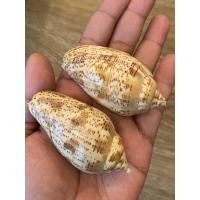ราคา 1ชิ้นเปลือกหอยสะสมหายากวอรุทอินเดียลายสวยธรรมชาติขนาดยาว6.5-7CMเปลือกหอยธรรมชาติสะสม (5550704569)