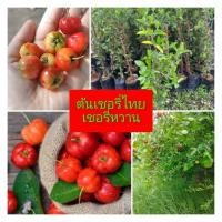 ราคา ต้นเชอรี่ไทยหรือเชอรี่หวาน(ต้นใหญ่)ปลูกง่ายต้นพันธุ์แข็งแรงพร้อมปลูก (28142884643)