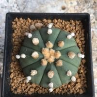 ราคา กระบองเพชร Astrophytum nudum (4711399728)