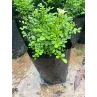 ราคา ต้นแก้วแคระไม้แดดไม้มงคลไม้จิ๋วน่าปลูก ตัดตกแต่งดอกหอมสวยงาม (28951680809)