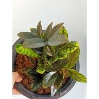 ราคา #กวักมรกตดำกลาย#กวักมรกตดำ#ไม้มงคล#ไม้ฟอกอากาศ (57403986129)