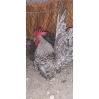 ราคา ไข่ไก่แจ้ลุ้นเชื้อสีบาร์ดำ 1ชุดมี5ฟอง (23946366713)