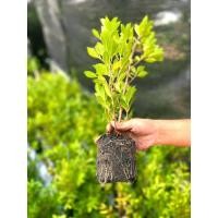 ราคา ต้นไทรเกาหลี 60-70 เซนติเมตร (25481840586)