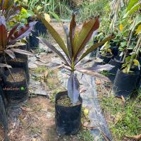 ราคา ผักเป็ดแดง ต้นผักเป็ดแดง (Calico plant) ดอกเป็ดแดง ไม้ประดับ มีใบเเละดอกสวย (รับประกัน ส่งใหม่ฟรี หากสินค้าเเสียหาย!!) (25314812960)
