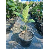 ราคา มะเดื่อด่าง มะเดื่ออุทุมพรด่าง ฟอร์มสวยๆ (47806570243)