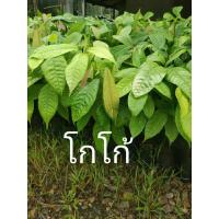 ราคา ต้นโกโก้ 1 ลังมี 15 ต้น (12897024444)