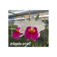 ราคา กล้วยไม้แคทลียา ขวัญประภาเบอร์2 ต้นพร้อมให้ดอก แคทลียา กล้วยไม้ ต้นสวย ส่งตรงจากสวน มีเก็บเงินปลายทาง (19891326784)