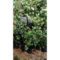 ราคา ต้นพุดทราพันธ์ุนมสด(ทาบกิ่ง)​ลูกดกรสหวาน (4447464107)