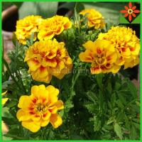 ราคา ต้นดาวเรืองฝรั่งเศส ในถุงดำ 5นิ้ว ดาวเรืองฝรั่งเศส กำลังออกดอก (16273557447)