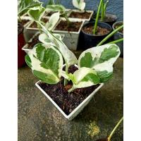 ราคา พลูงาช้างหรือพลูด่างอินเดีย (8682788290)