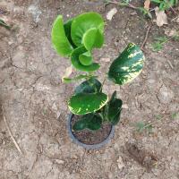 ราคา โกสน อินทรชิต โกสน ไม้มงคลต้นไม้ตาย เคลมฟรี ทุกต้น เฉพาะ ระหว่างขนส่ง เท่านั้น ตัวเเรไอเท่ม ต้นโกสน (15209613880)