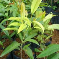 ราคา ต้นชะมวง(ใบเปรี้ยว) 1ต้น สูงประมาณ 50 cm. (2674832283)