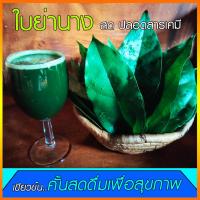 ราคา ย่านางสดจากสวนเกษตรอินทรีย์ออร์แกนิก100%Tiliacora triandra (22665532641)