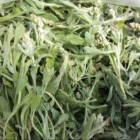 ราคา 50 เมล็ด หญ้า หญ้าชิวคัก ผักนางนวล ฉื่อคัก หญ้าขนมเทียน (43372648422)