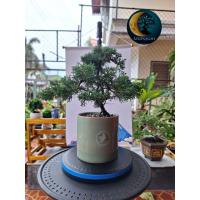 ราคา บอนไซสนญี่ปุ่นชิมปากุคิชู กระถางเซรามิคญี่ปุ่น ส่งฟรี (24192455892)
