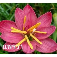 ราคา บัวดิน บัวดินแพรวา(หัวไซส์ดอก)ปลูกง่ายทนแล้งทุ่ง ไม้คลุมดิน บัวดินสีชมพู หัวบัวดิน บัวดินสีแดง (11228311078)