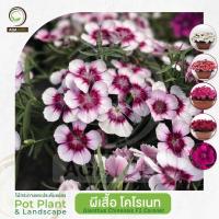ราคา AGA AGRO I "ผีเสื้อ โคโรเนท" พันธุ์ดอกใหญ่ ดอกบานอย่างต่อเนื่อง-100เมล็ด-Dianthus Coronet (20507767829)